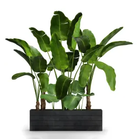 Collection of plants